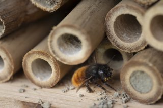 Wildbienen fliegen aus einem Insektenhotel, fotografiert auf dem Hof von Natalie und Dominik Wirth in Neukirch (Egnach) am Dienstag, 9. April 2024. Natalie und Dominik Wirth haben den regenerativen und pestizidfreien Bauernhof von Helmut Mueller uebernommen, und bauen biologisch Hochstammbaeume an. Sie haben ueber 400 verschiedene Apfelsorten, und zuechten ihre eigenen Sorten. (KEYSTONE/Gaetan Bally)